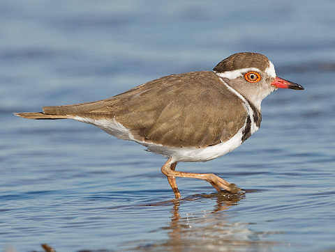 Three-banded Plover